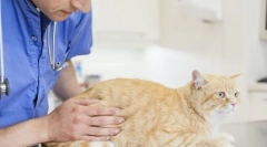 Kako izmeriti temperaturo mačke?